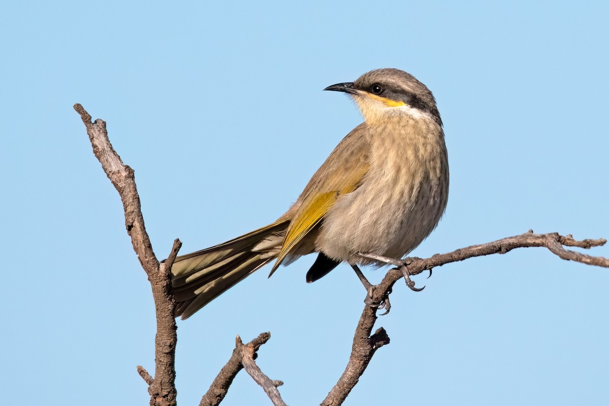 Singing Honeyeater - ML475685551