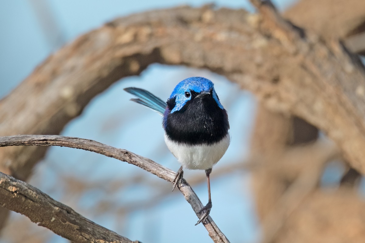 Purple-backed Fairywren - ML475685561