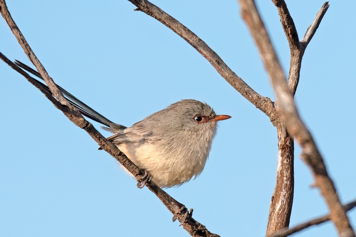 Purple-backed Fairywren - ML475685571