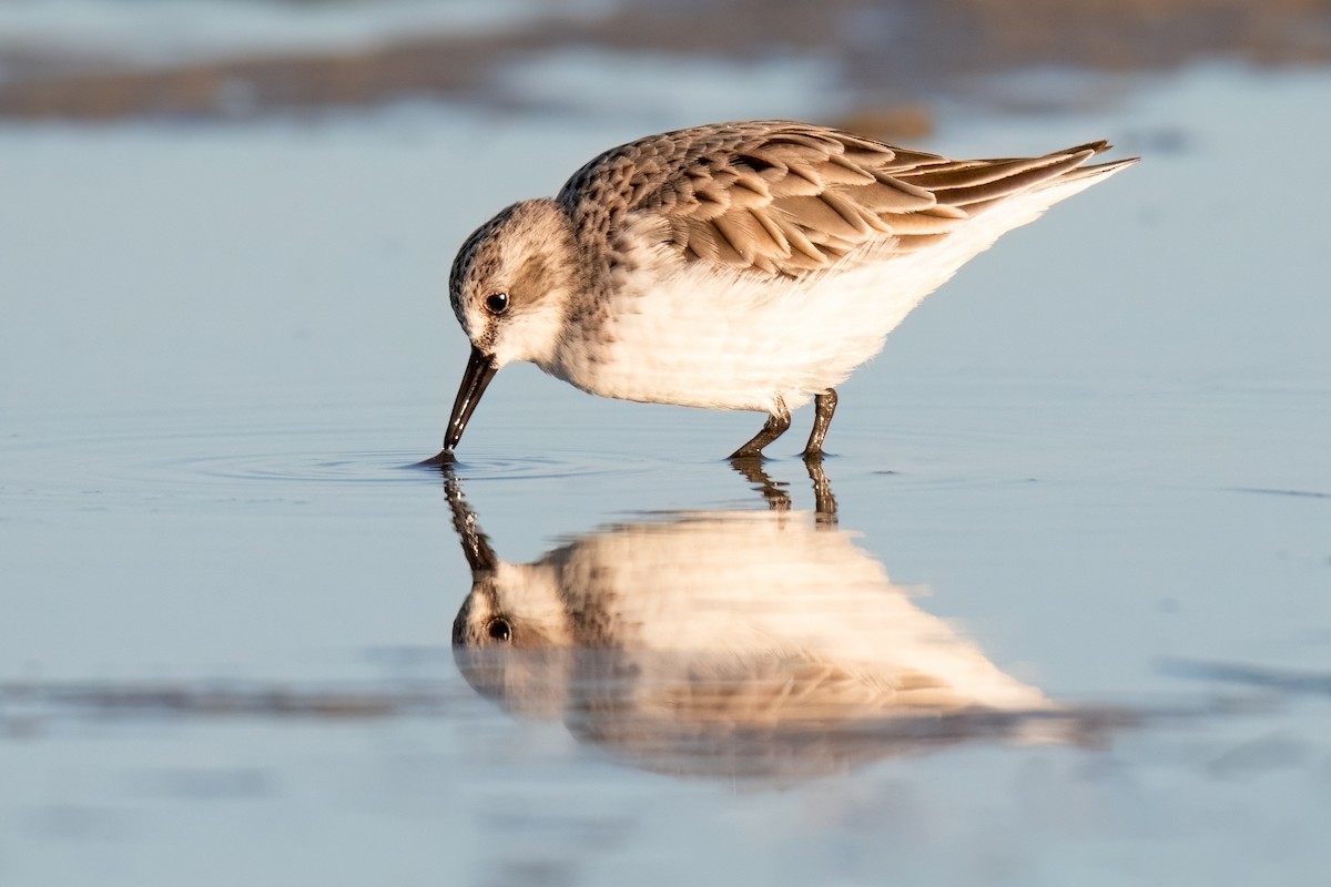 Rotkehl-Strandläufer - ML475685641