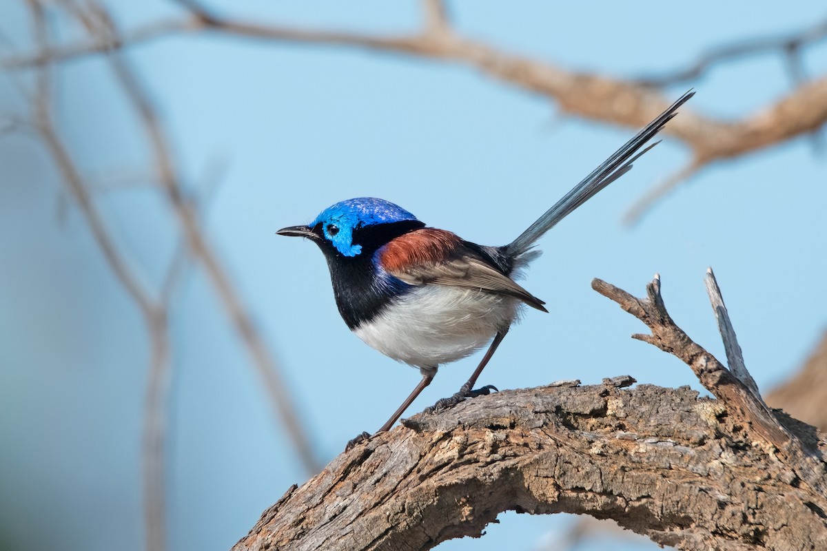 Purple-backed Fairywren - ML475685651