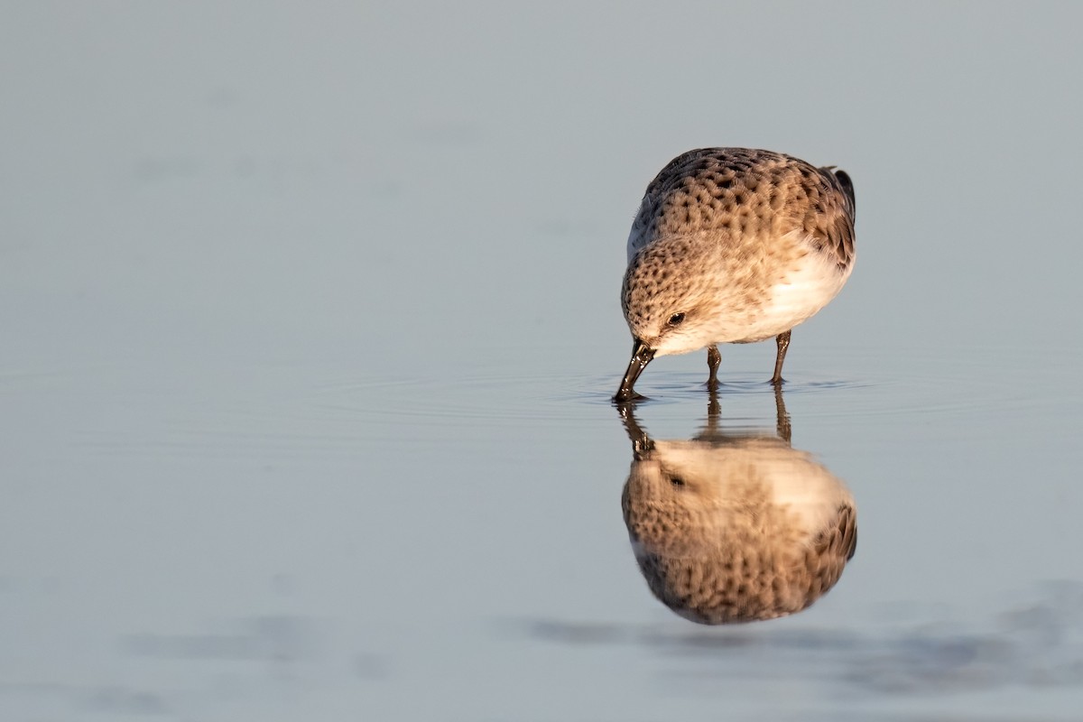 Red-necked Stint - ML475685751