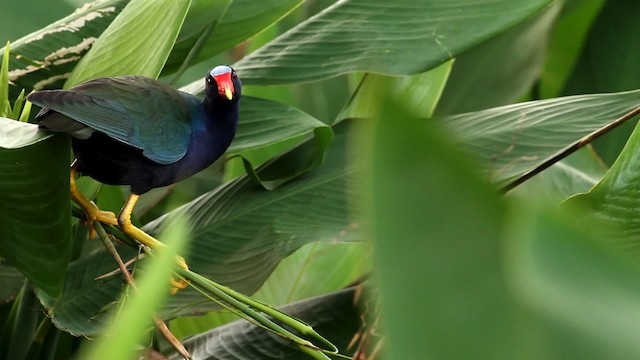 Purple Gallinule - ML475686