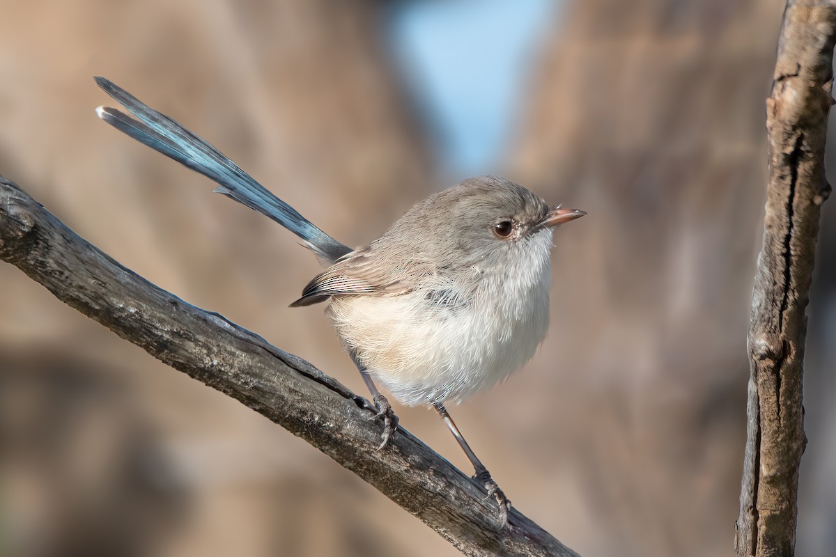 White-winged Fairywren - ML475686071