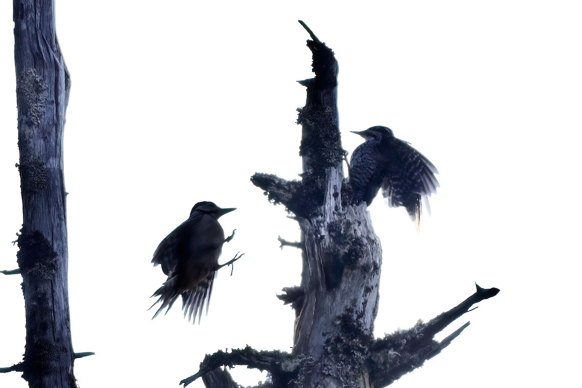 Eurasian Three-toed Woodpecker (Eurasian) - ML475686091