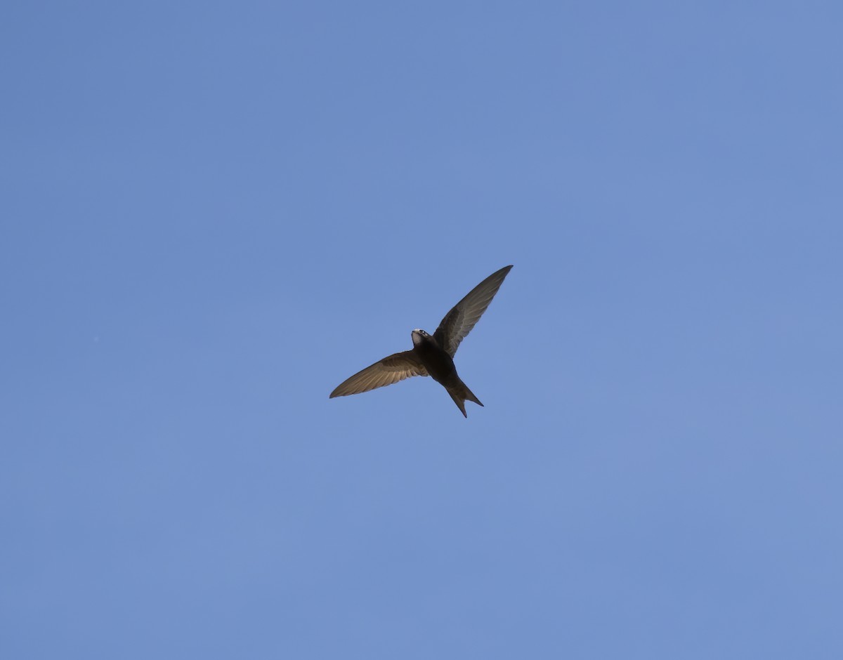 Common Swift - ML475686781