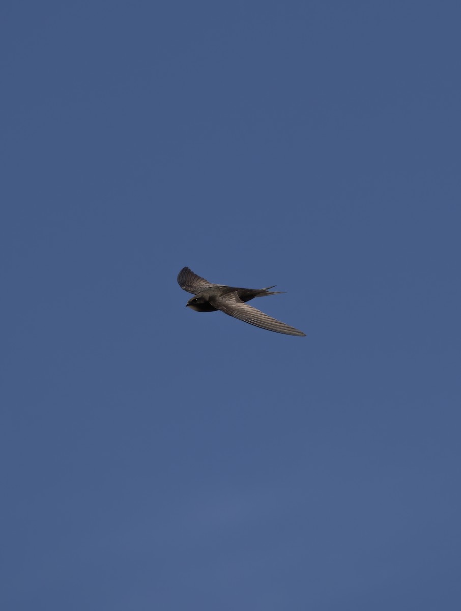 Common Swift - ML475686791