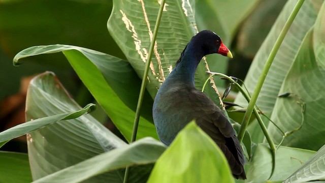 Purple Gallinule - ML475687