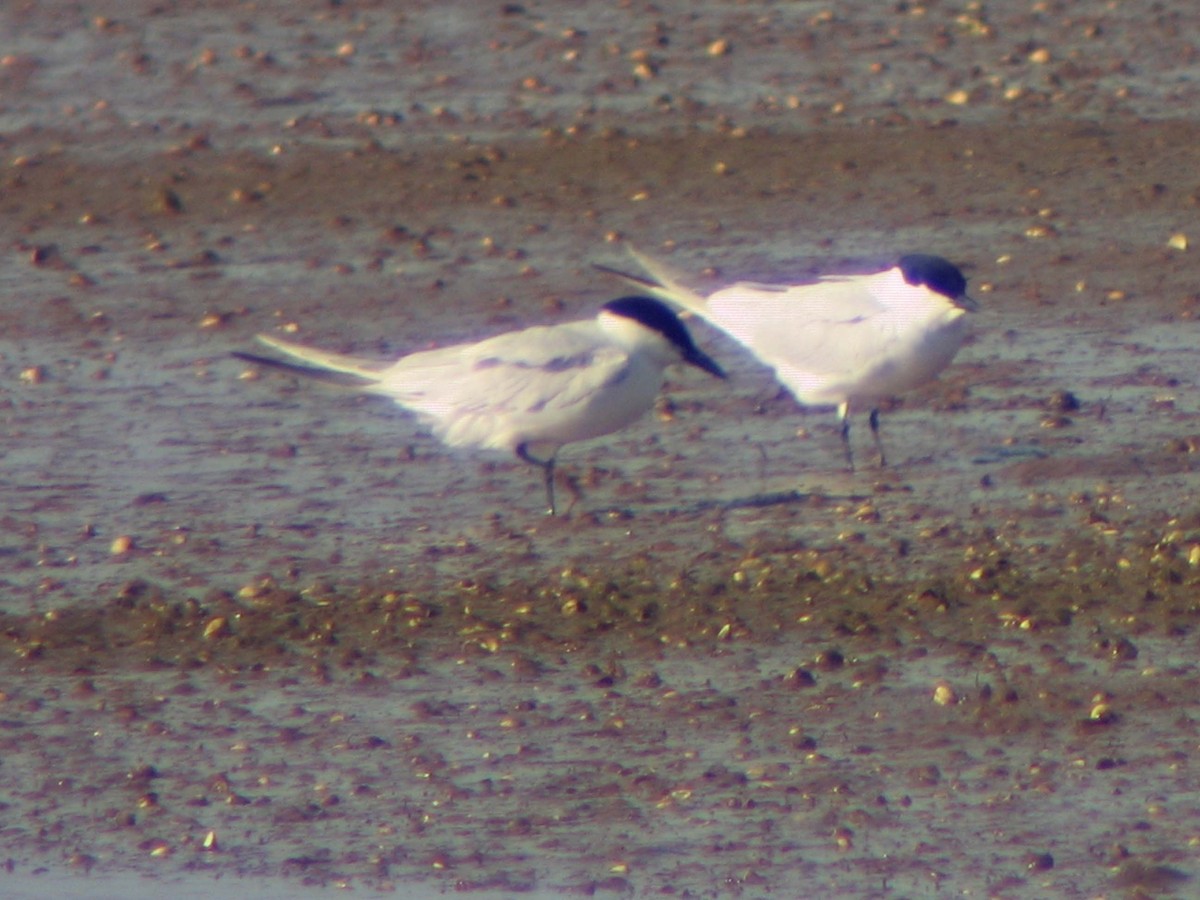 Gull-billed Tern - ML475687601