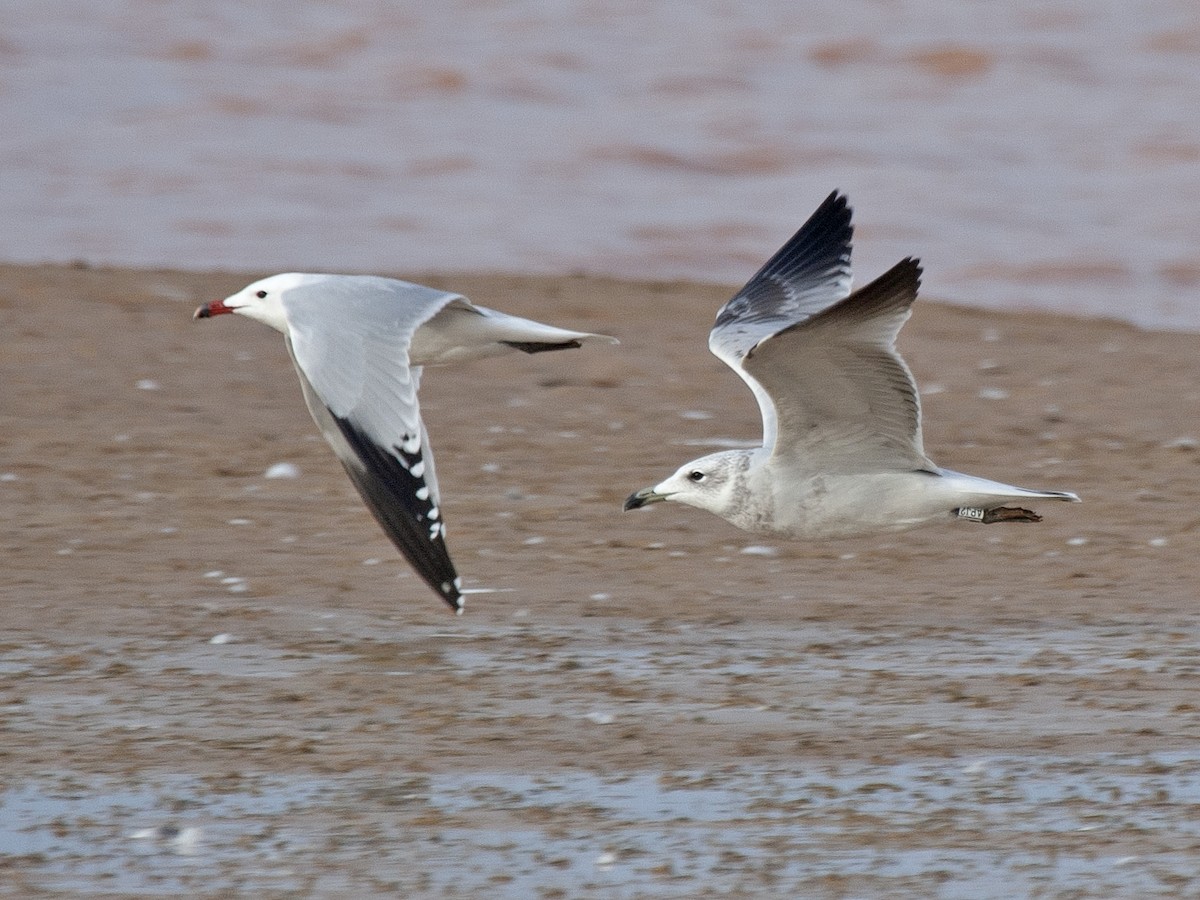 Audouin's Gull - Frode Falkenberg