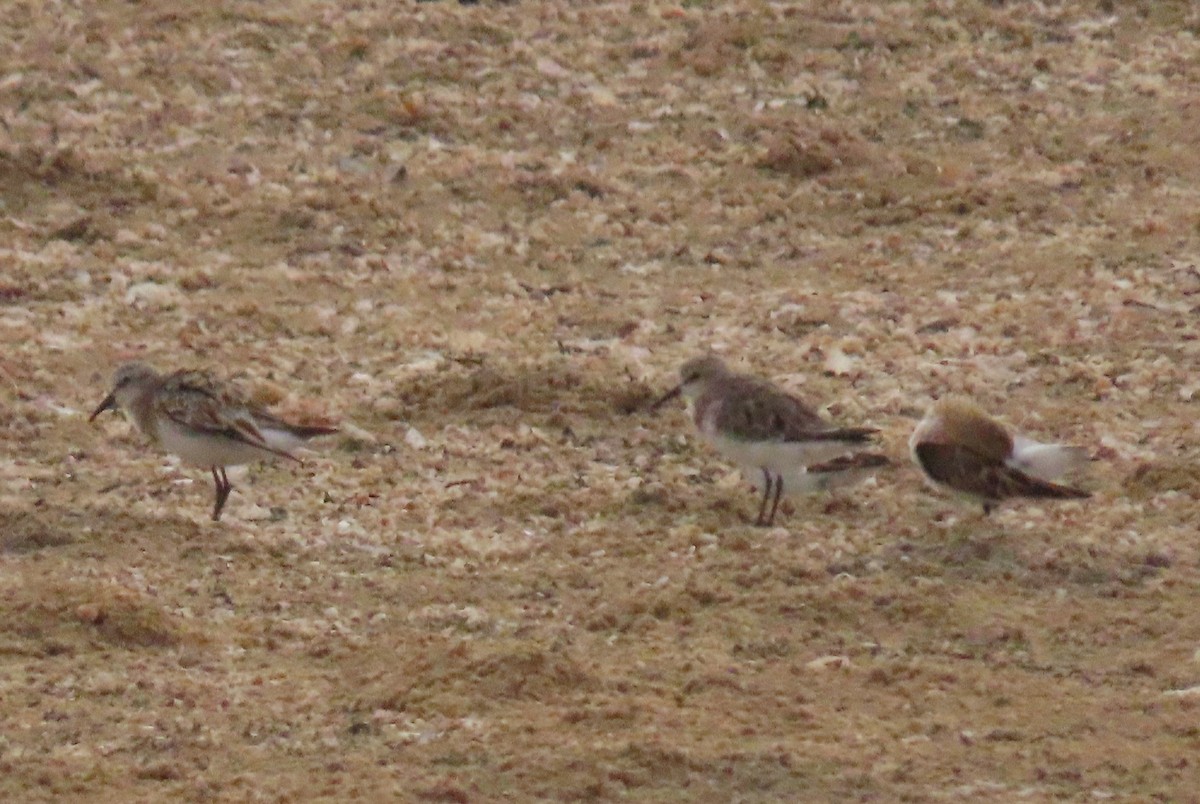 Little Stint - ML475687841