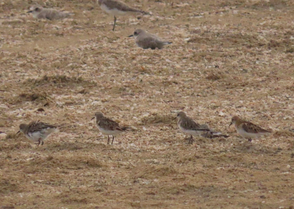 Little Stint - ML475687851