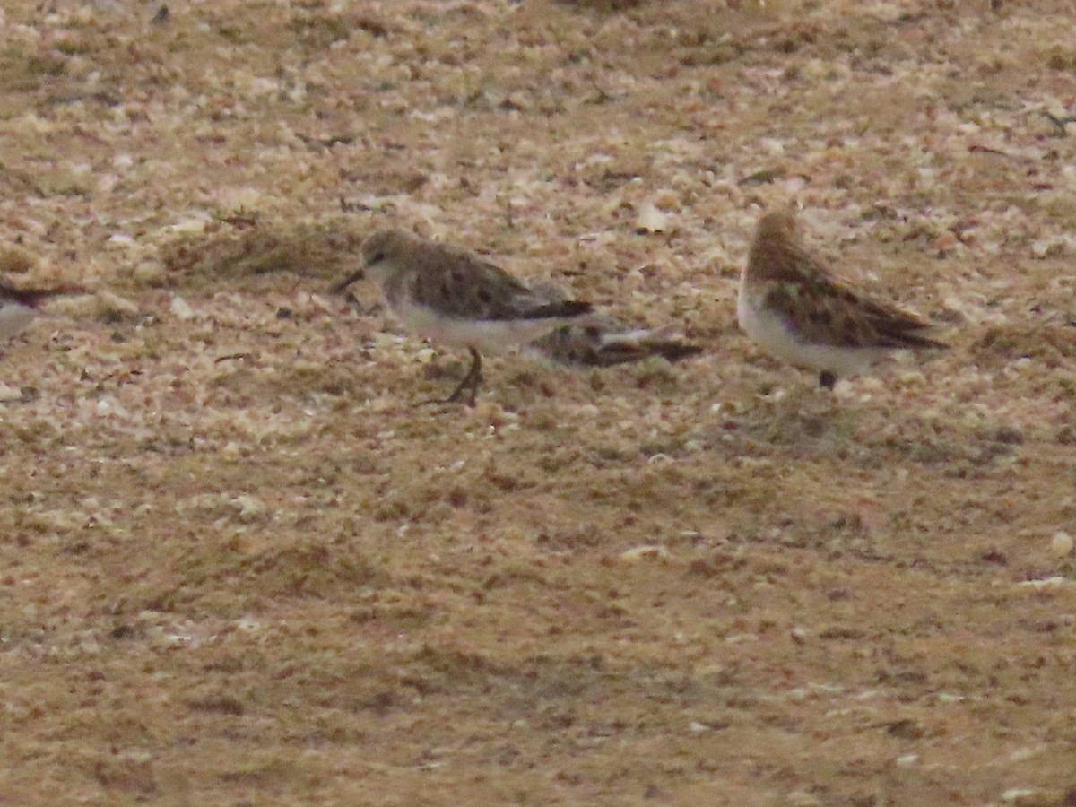 Little Stint - ML475687861