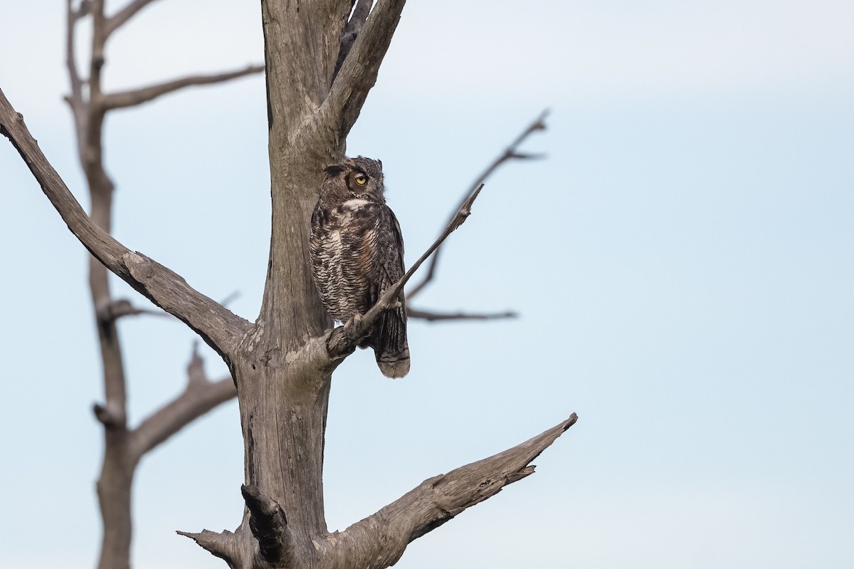 Great Horned Owl - ML475688231
