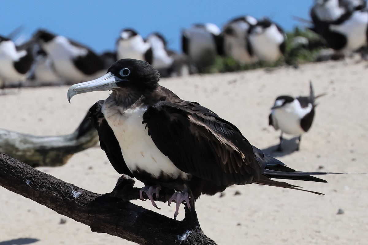 Great Frigatebird - ML475688381