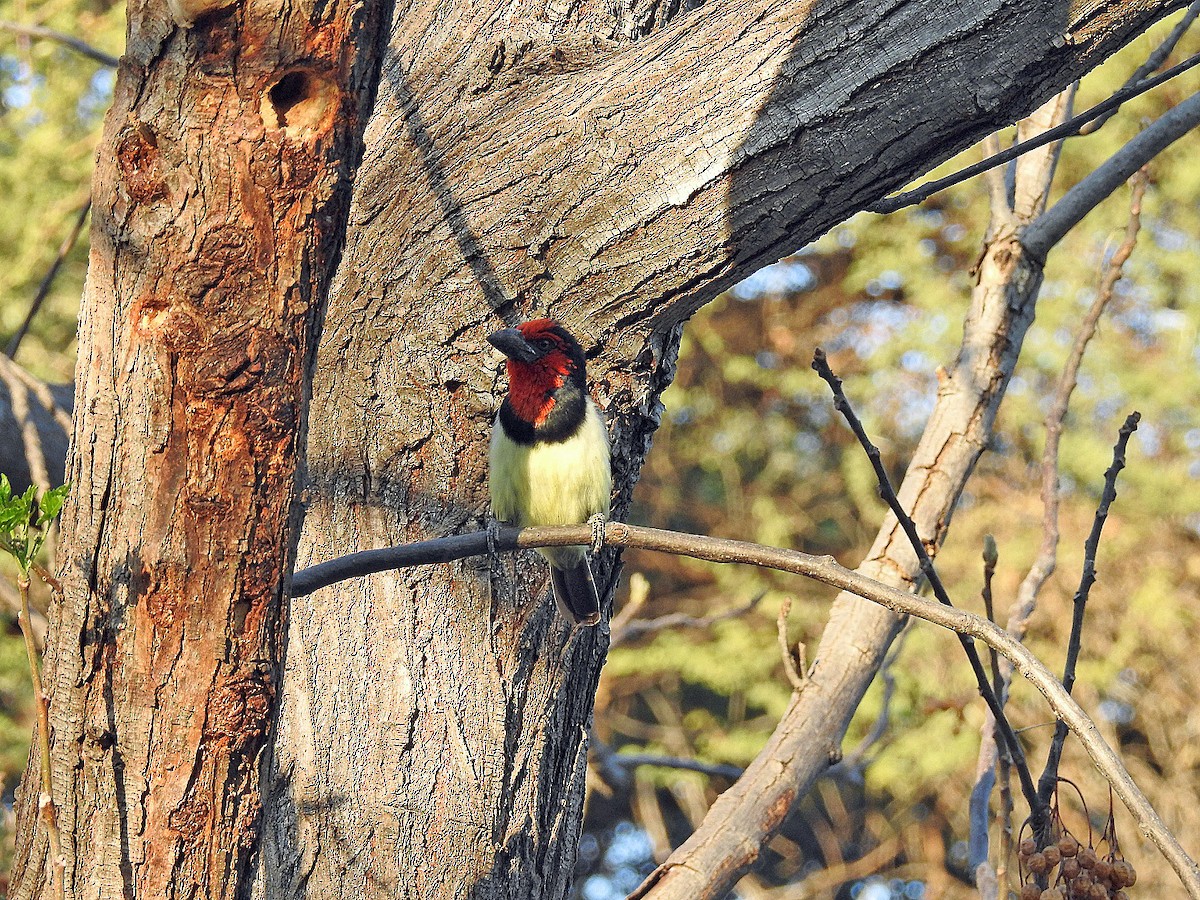 Kara Kolyeli Barbet - ML475688591