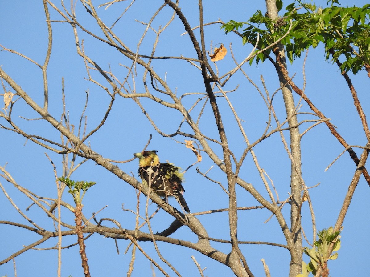 Crested Barbet - ML475688741