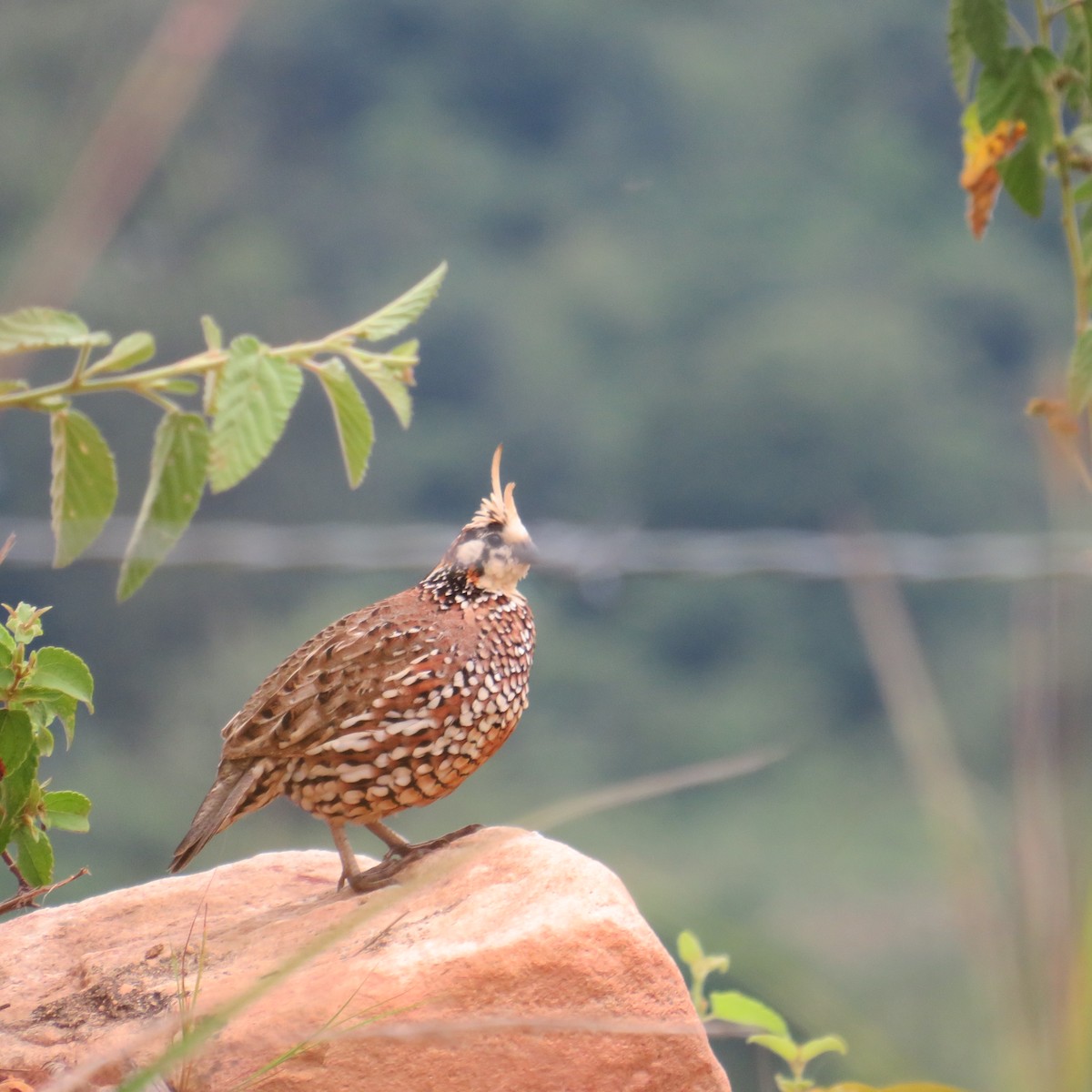 Crested Bobwhite - ML475689201