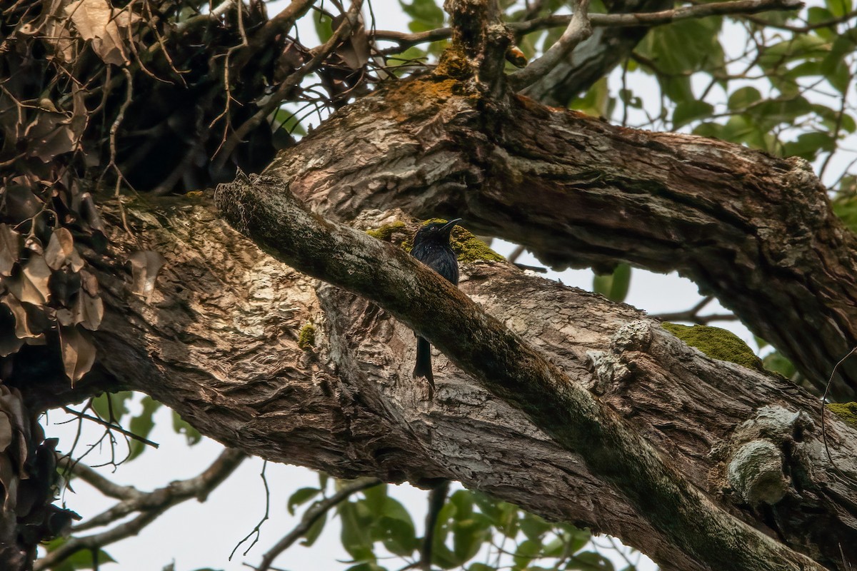 bronsedrongo - ML475690581