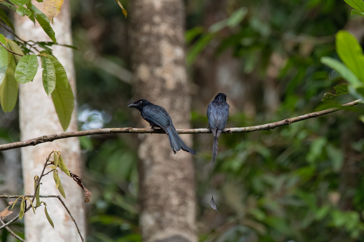 Greater Racket-tailed Drongo - Andy Tonge