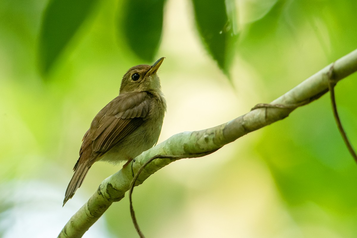 Nicobar Jungle Flycatcher - Aseem Kothiala