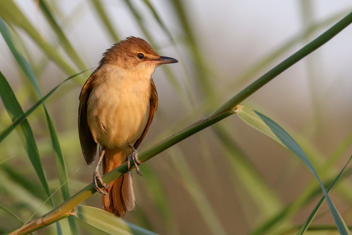 Great Reed Warbler - Joaquín Salinas