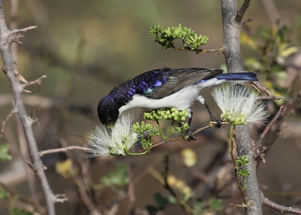 Eastern Violet-backed Sunbird - ML475694781