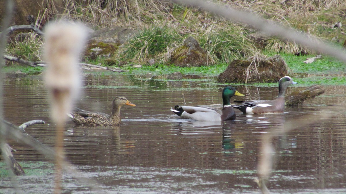 American Wigeon - ML47569891