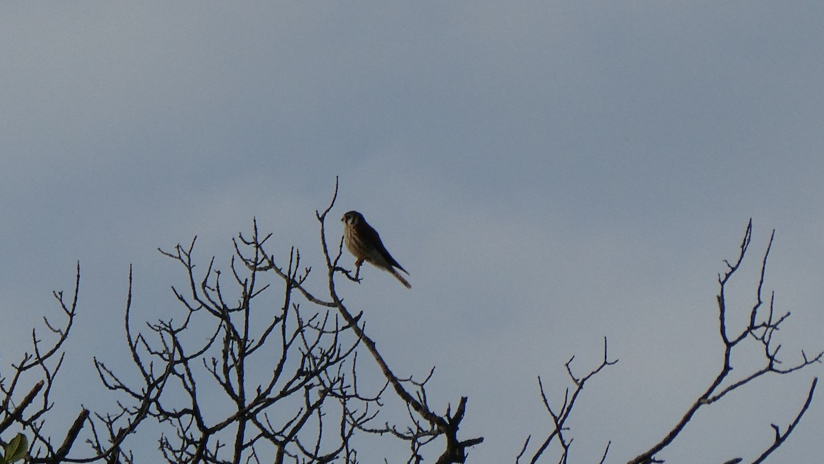 American Kestrel - ML475699871