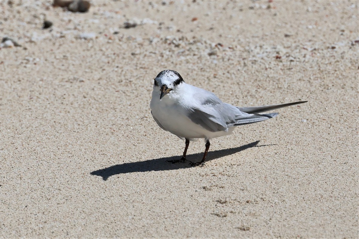 Little Tern - ML475701251