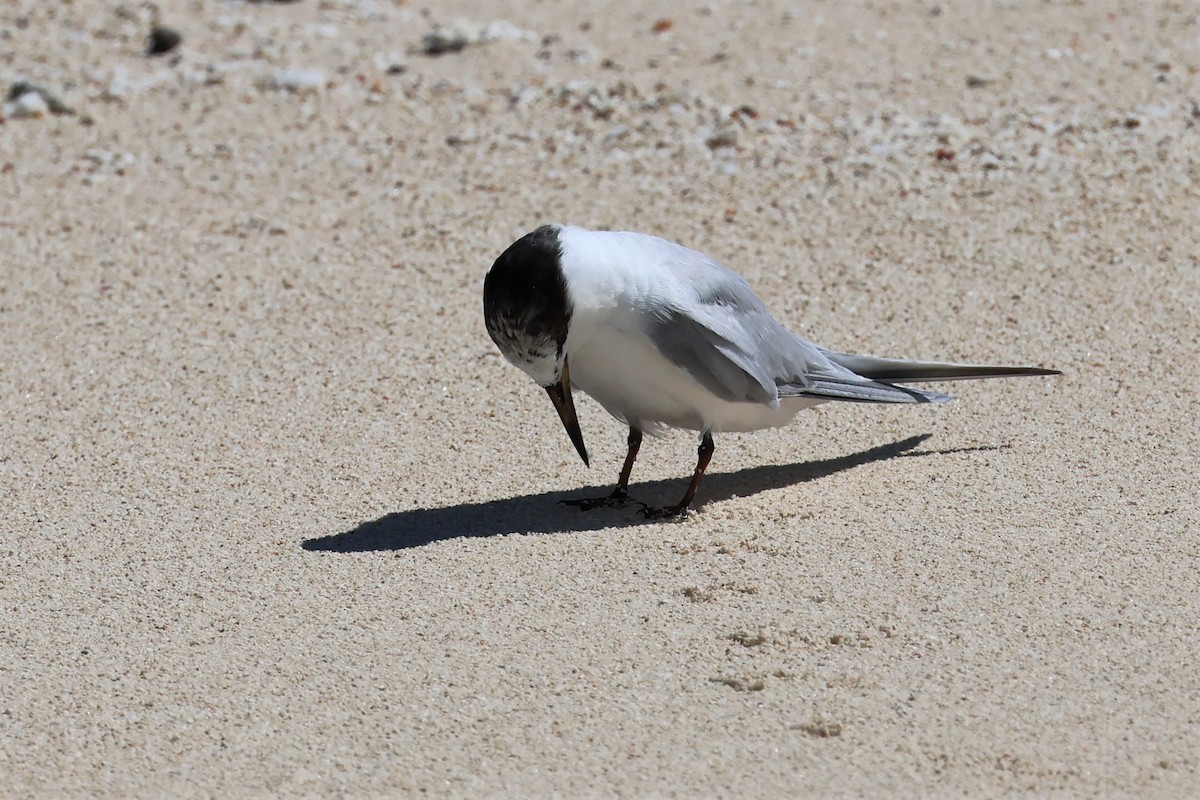 Little Tern - ML475701321