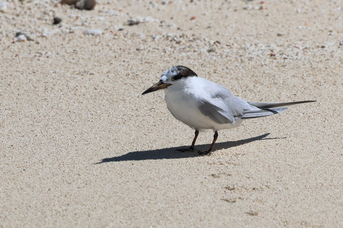 Little Tern - Mark and Angela McCaffrey