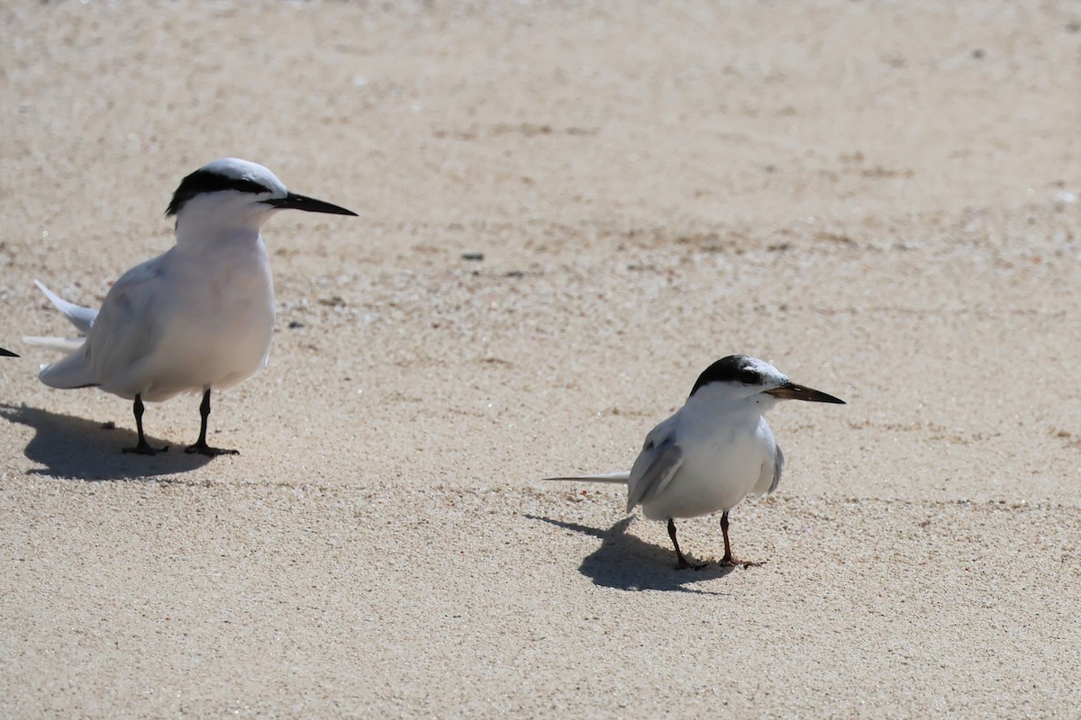 Little Tern - ML475701621