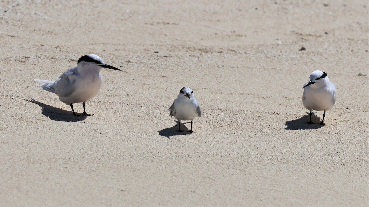 Little Tern - ML475701791