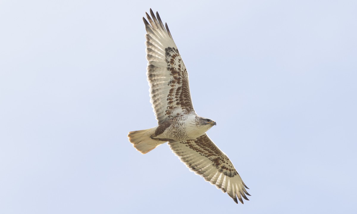 Ferruginous Hawk - ML47570181