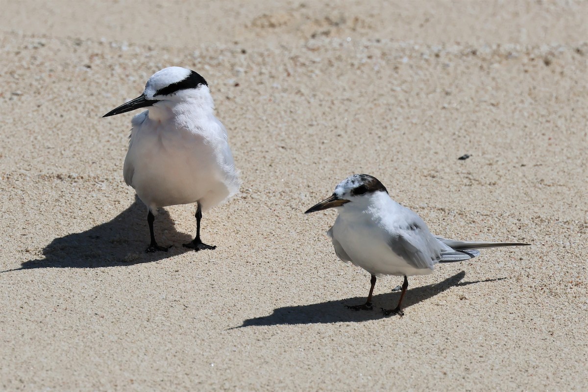 Little Tern - ML475701821