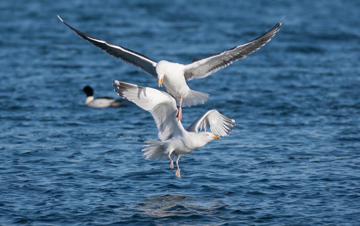 Herring Gull - ML47570211