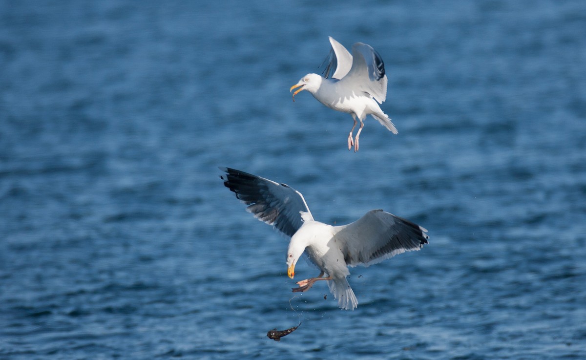 Gaviota Argéntea - ML47570271