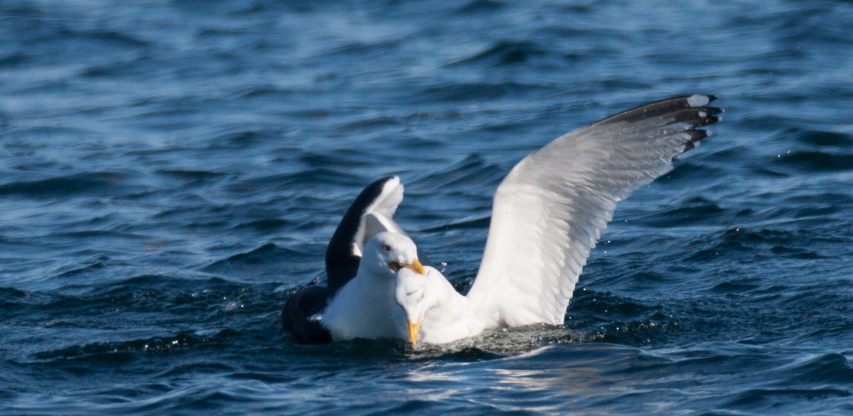 Herring Gull - ML47570431