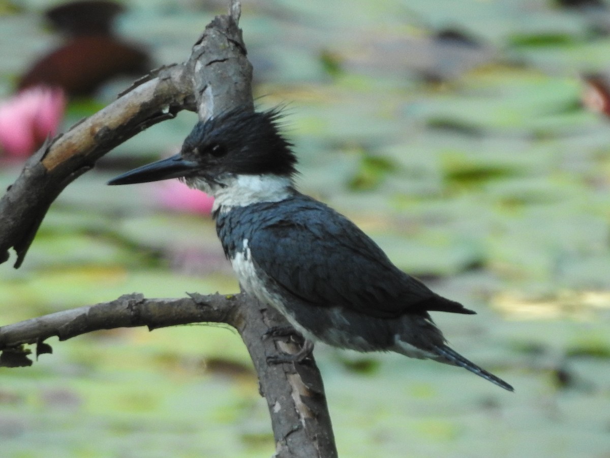 Belted Kingfisher - ML475704741