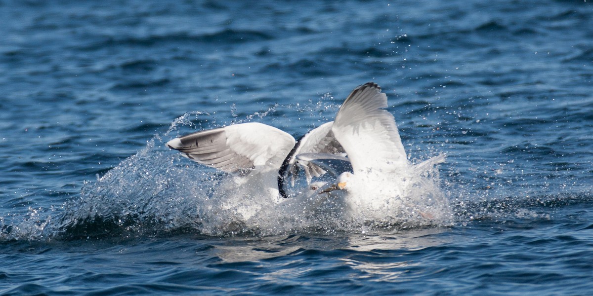 Gaviota Argéntea - ML47570481