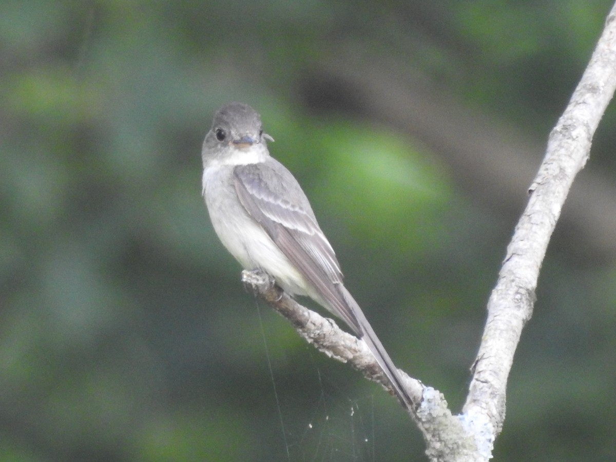 Eastern Wood-Pewee - ML475704831