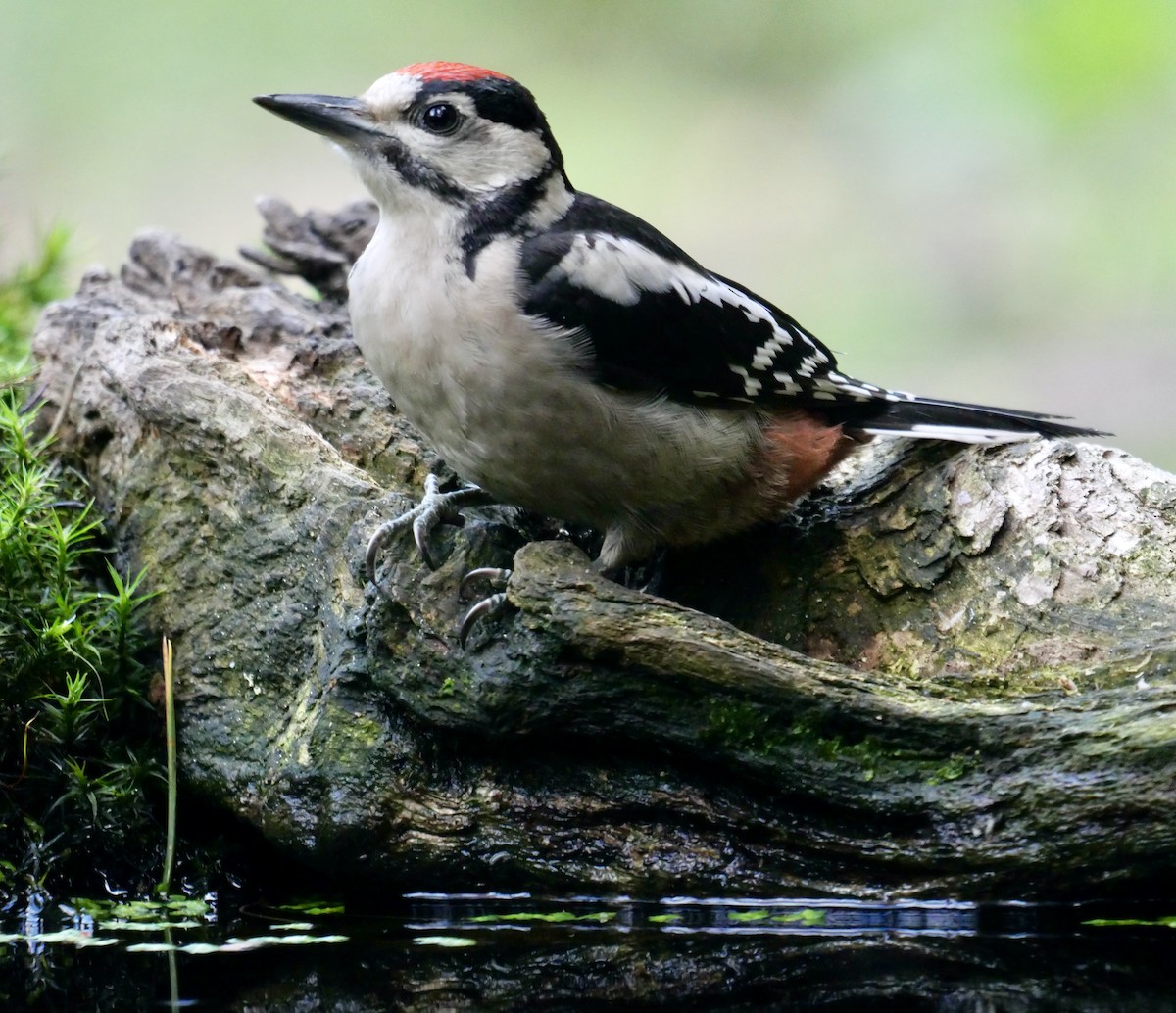 Great Spotted Woodpecker - ML475704871