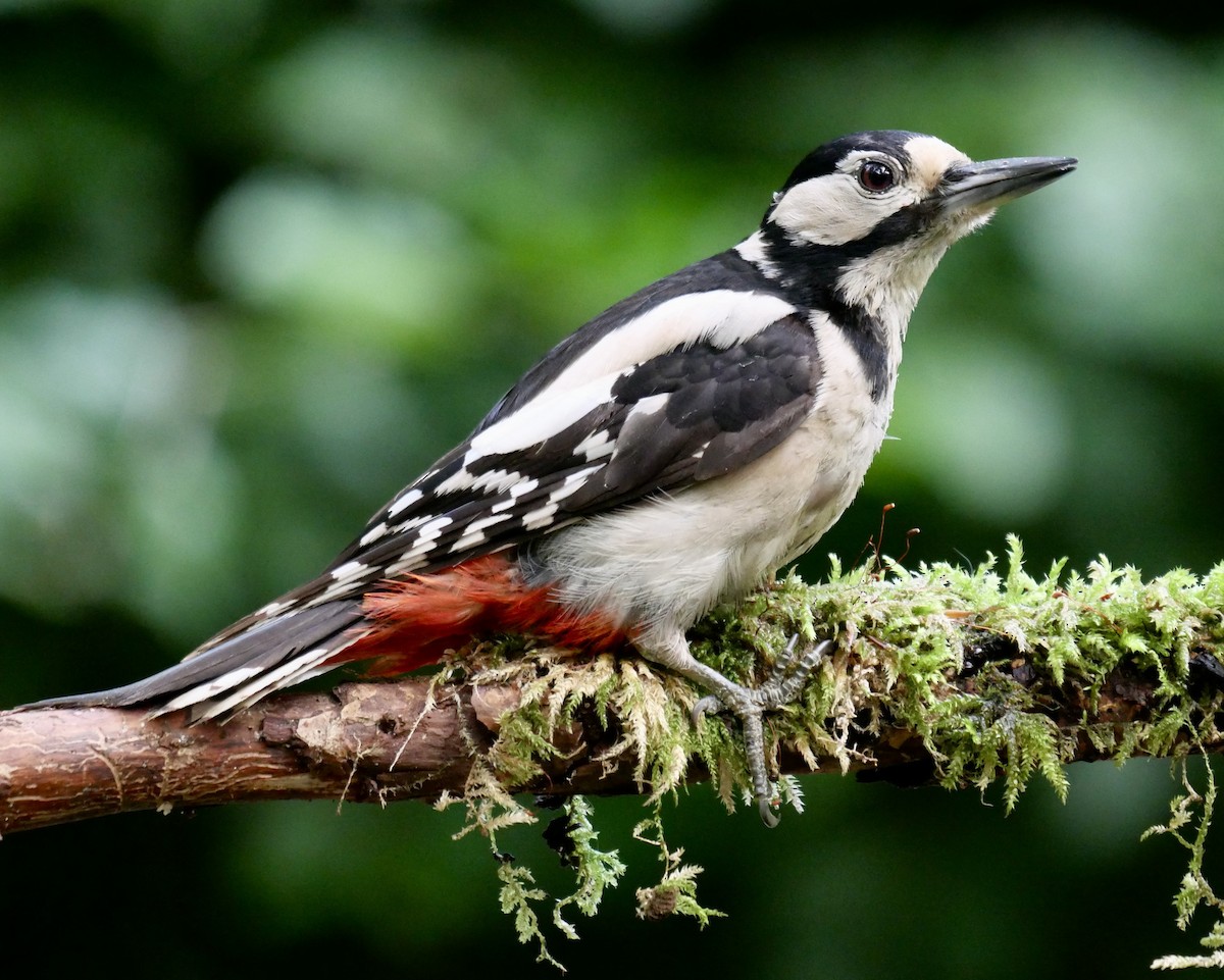 Great Spotted Woodpecker - ML475704881