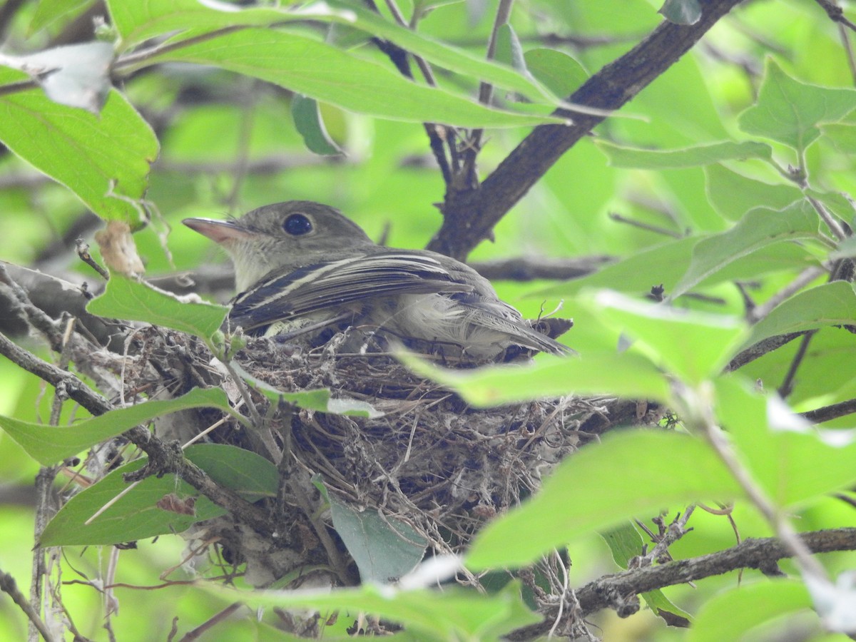 Acadian Flycatcher - ML475704971