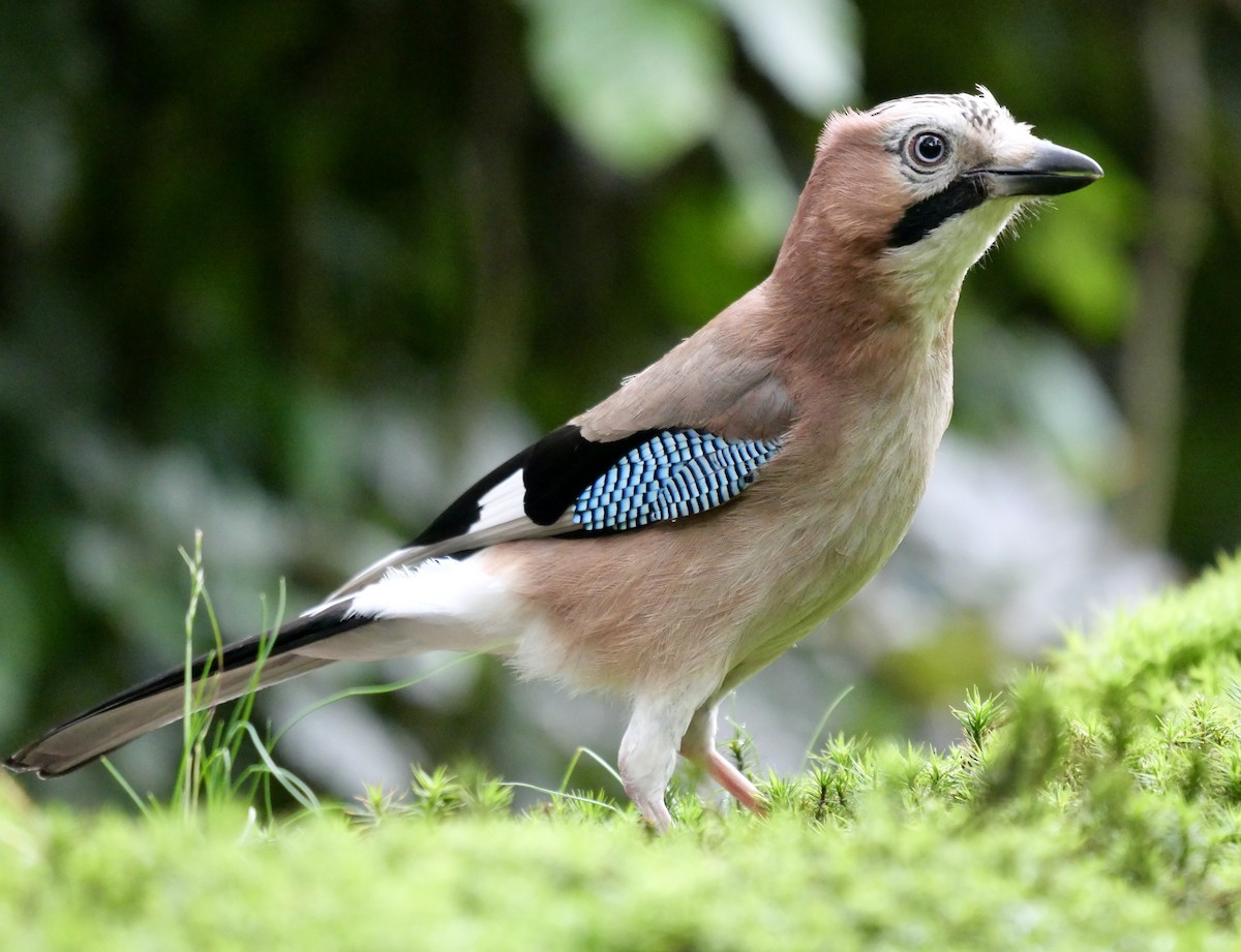 Eurasian Jay - ML475705031