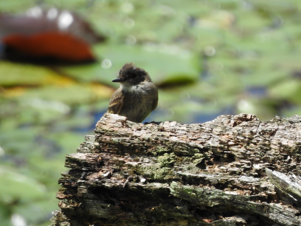 Eastern Phoebe - ML475705091