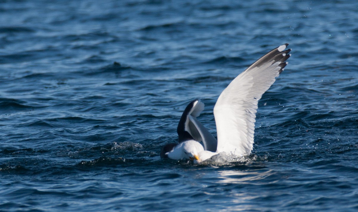 Herring Gull - ML47570531