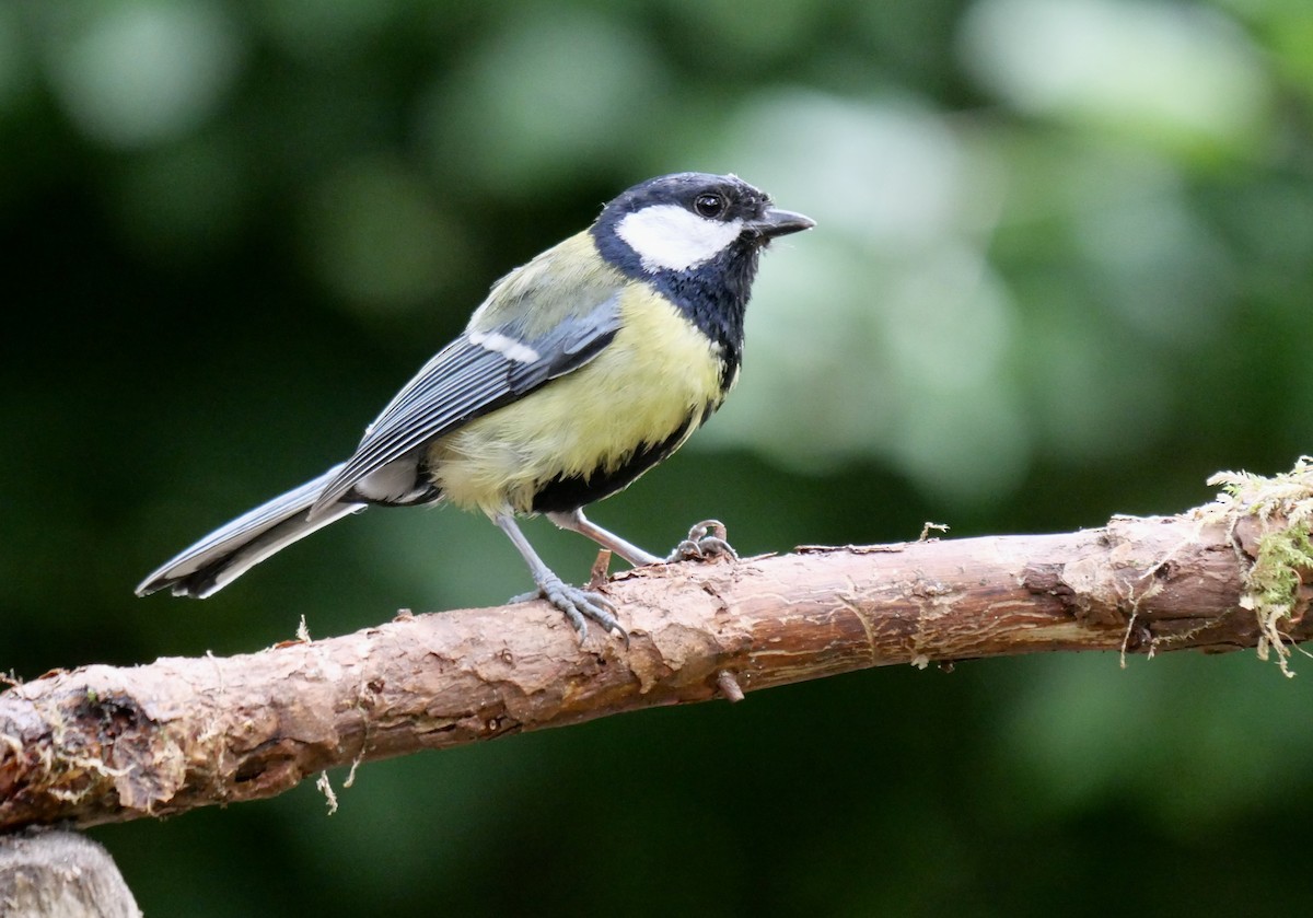 Great Tit - ML475705441