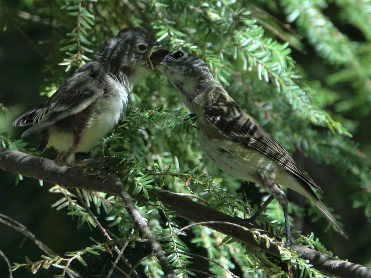 Blue-headed Vireo - ML475705501